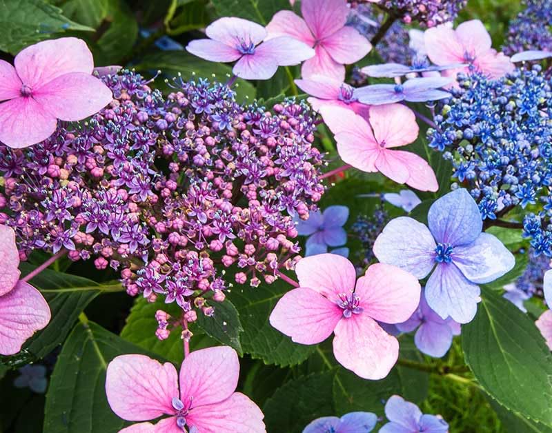 Live Multicolour Hydrangea Plant for Garden : Amazon.in: Garden